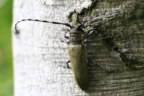 ☆甲虫 クワカミキリ: はけの森調査隊