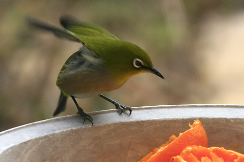 ☆鳥 庭に来る鳥⑧ メジロ: はけの森調査隊