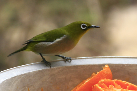 ☆鳥 庭に来る鳥⑧ メジロ: はけの森調査隊