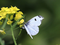 080404ツマキチョウ♀産卵s.jpg