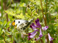 080409ツマキチョウ♂花s.jpg