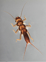 090221hutatumekawagera.jpg
