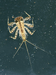 090221sirotanigawakagerouyo.jpg