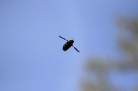 090411クマバチホバリング s.jpg 090411クマバチホバリング s.jpg