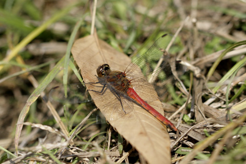 アキアカネ♂2449s.jpg
