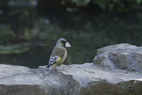 カワラヒワs.jpg