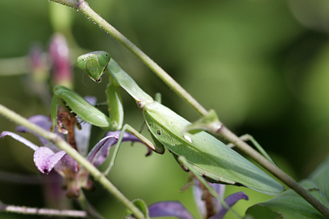 ハラビロカマキリs.jpg