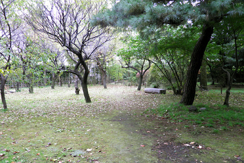 はけA121111s.jpg