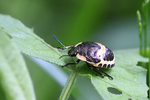 アカスジキンカメムシ幼虫0168s.jpg