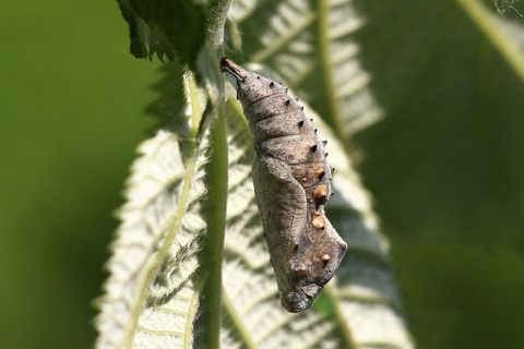 アカタテハ蛹4797s.jpg