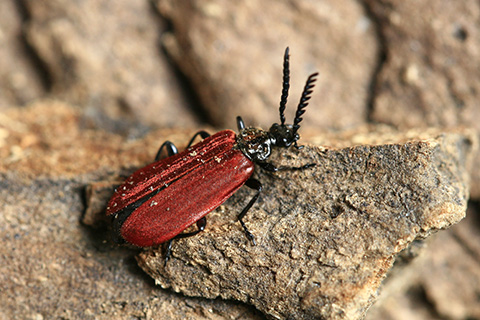 アカハネムシ5645s.jpg