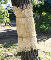 アカマツワラ巻s4363.jpg
