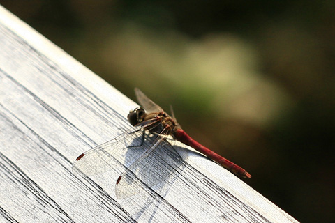 アキアカネ♂6531s.jpg
