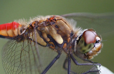 アキアカネ♂胸3253s.jpg