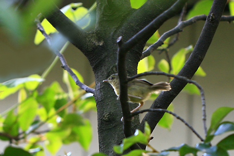 ウグイス幼鳥1253cs.jpg