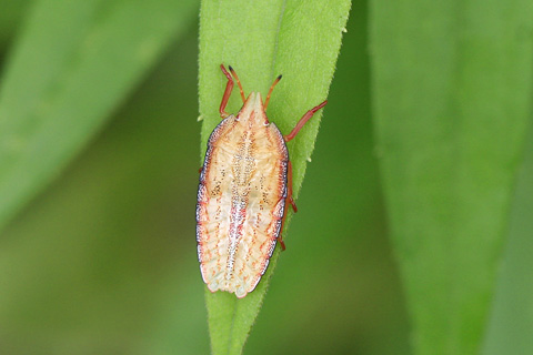エビイロカメムシ幼虫4132s.jpg