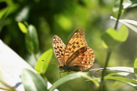 オオウラギンスジヒョウモン♀5872s.jpg