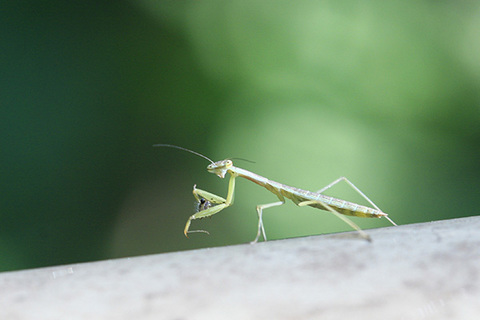 オオカマキリ幼虫0185s.jpg