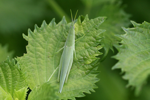 オンブバッタ♀4549.jpg