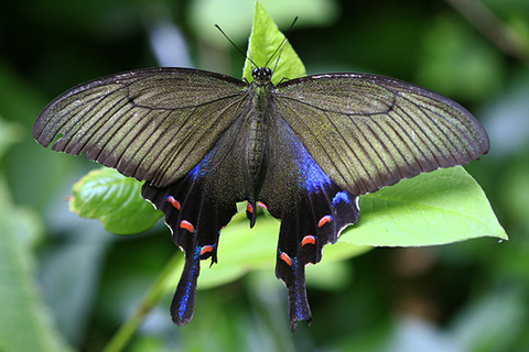 カラスアゲハ♀1236s.jpg