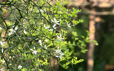 カラタチ花5808cs.jpg