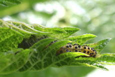 キシタアツバ幼虫0109s.jpg