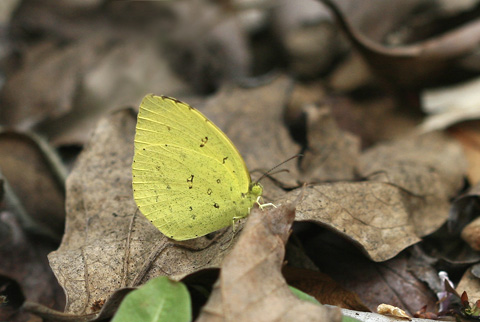 キチョウ9924s.jpg