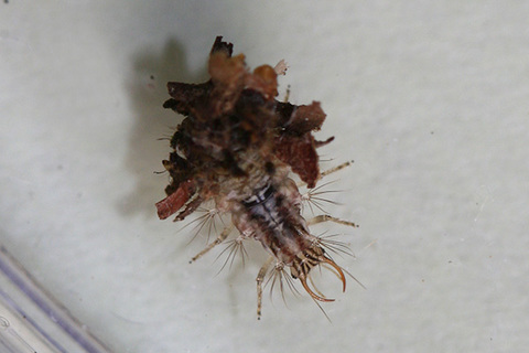 クサカゲロウ幼虫0858s.jpg