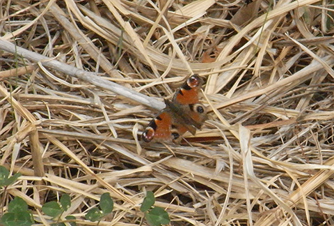 クジャクチョウ0482s.jpg