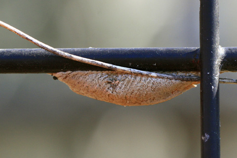 コカマキリ卵鞘7478cs.jpg
