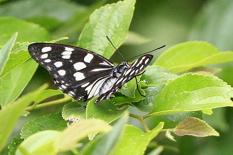 ゴマダラチョウ♀3960s.jpg