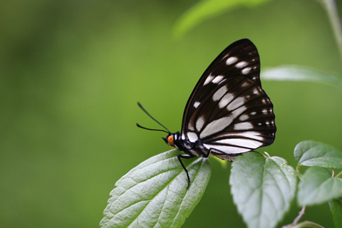 ゴマダラチョウ♀横向き9003s.jpg