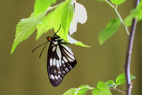 ゴマダラチョウ♀羽化8981s.jpg