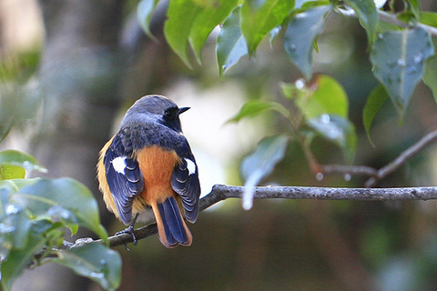 ジョウビタキ4521s.jpg