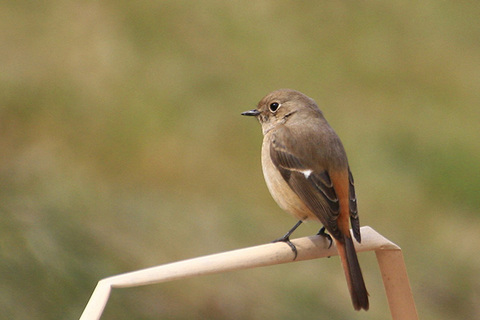 ジョウビタキ♀4057s.jpg