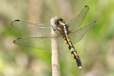 シオカラ♀0501s.jpg