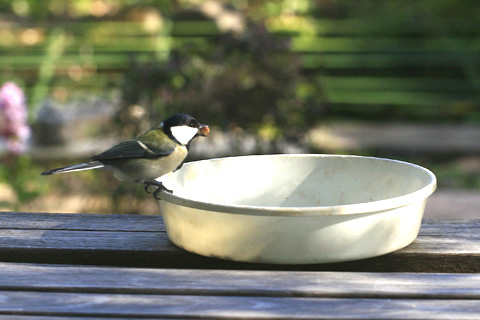 シジュウカラ2818cs.jpg