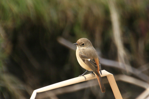 ジョウビタキ♀4047s.jpg