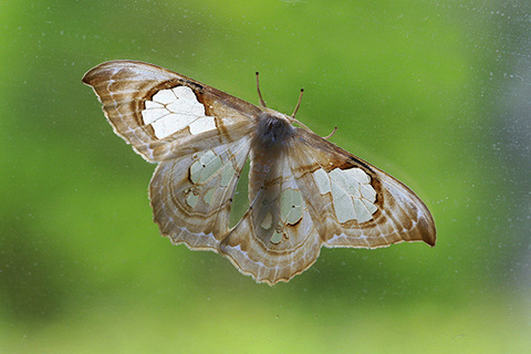 スカシカギバ0183s.jpg
