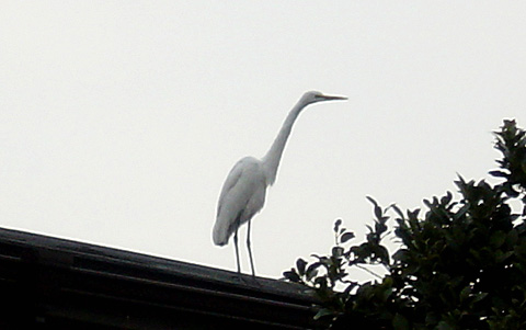 ダイサギ 2789.jpg