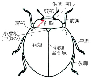 はけの森調査隊