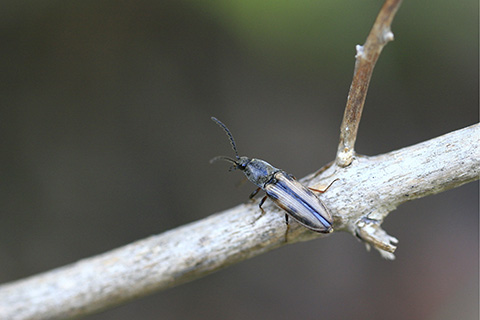 トラフコメツキ4572s.jpg