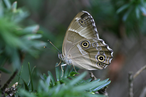 ヒカゲチョウ4827s.jpg