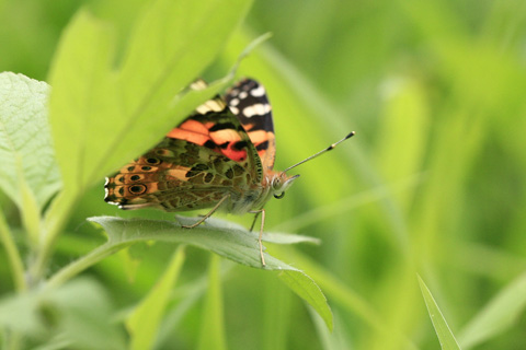 ヒメアカタテハ3271s.jpg
