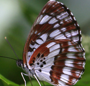 ホシミスジ裏0867s.jpg