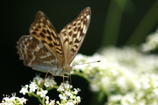 ミドリヒョウモン♀横秋2755s.jpg