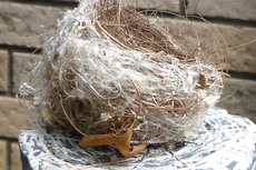 メジロ空き巣2s201208.jpg