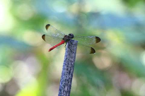 リスアカネ2142cs.jpg