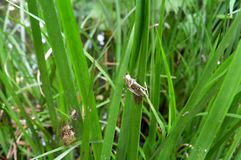 リスアカネ羽化殻7240029s.jpg