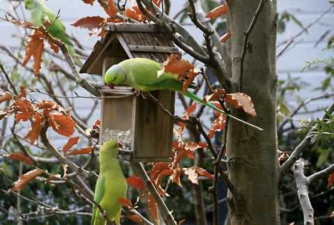 ワカケホンセイインコ2771s.jpg